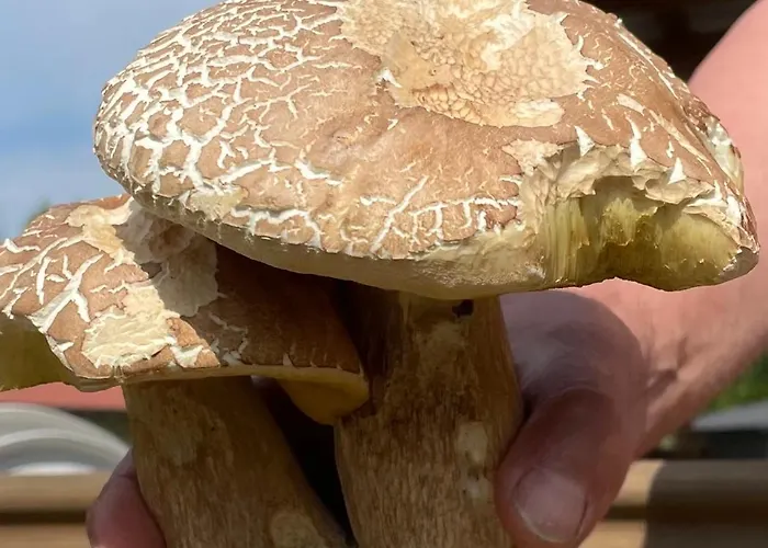 Апартаменты Slonik